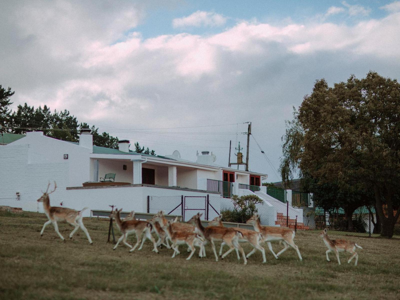 Ou Meul Farm Cottage Ботрівьєр Номер фото